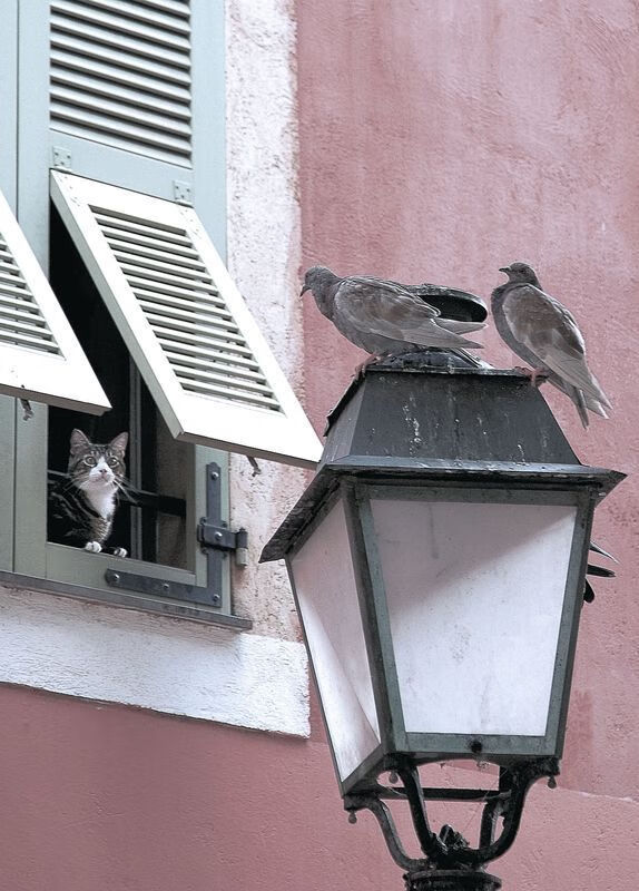 传统民族竹竿舞比赛，文化传承的运动盛典，竹竿舞民族舞