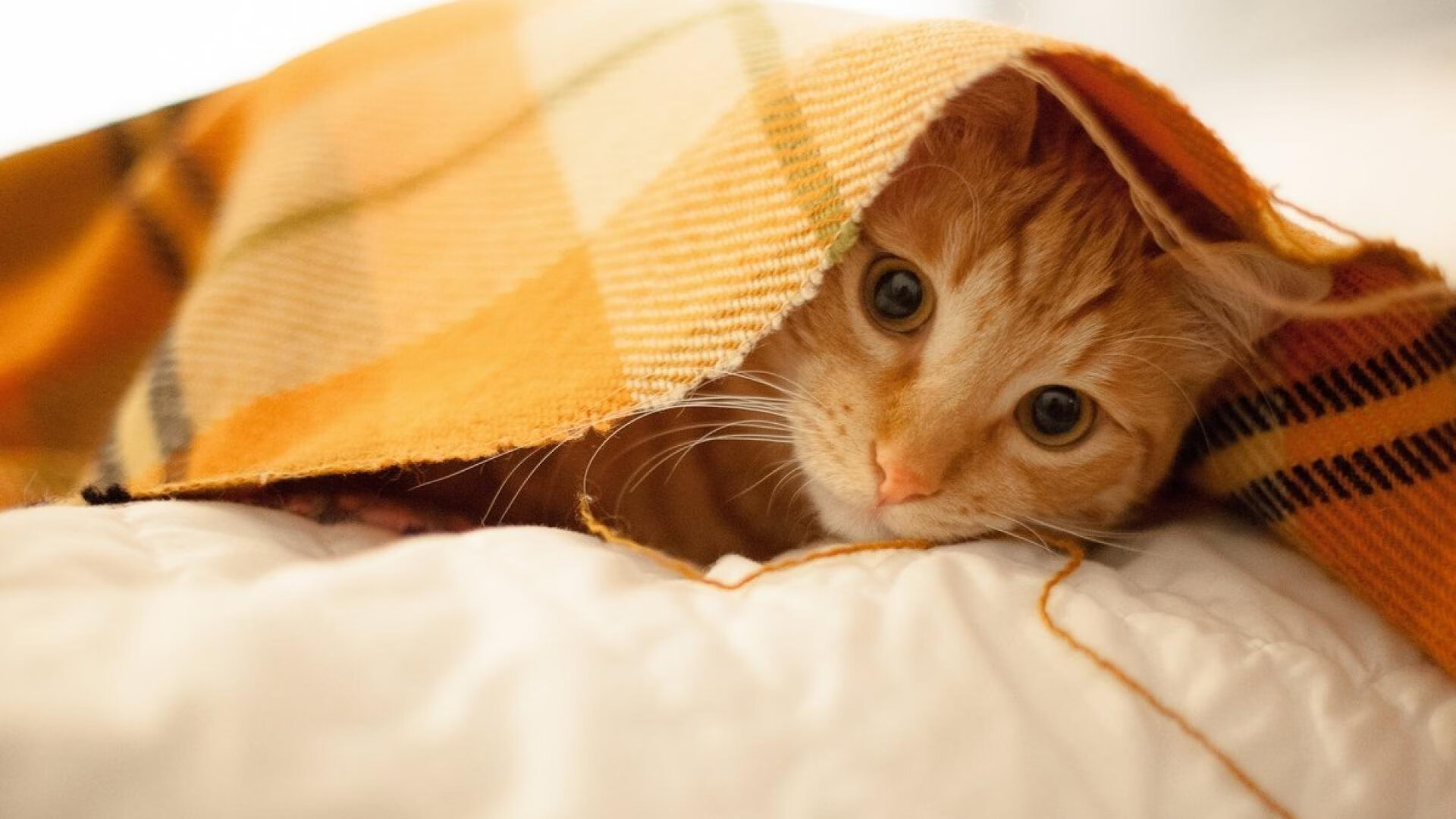 夜幕下的水上灯光秀,融合科技的运动新体验,水上灯光秀文案