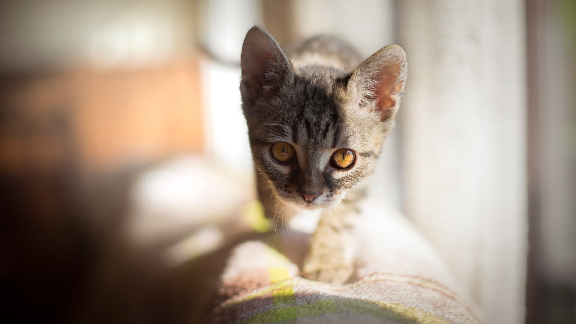 巨星再聚首：多位传奇在季后赛中上演“怀旧盛宴”，精选传奇巨星包名单